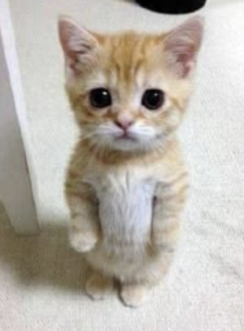 cat decoration