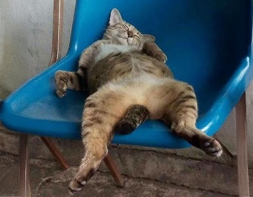 cat decoration