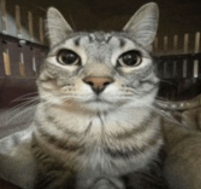 cat decoration