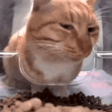 cat decoration