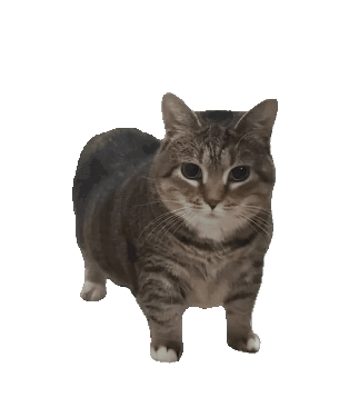 cat decoration