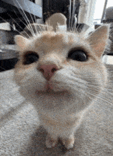 cat decoration